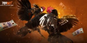 Giới thiệu game đá gà thomo 789bet
