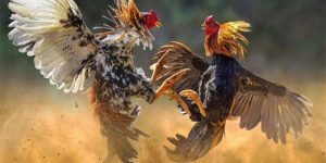 Hướng dẫn cách chơi và đăng ký đá gà Campuchia