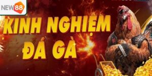 Quan sát và phân tích trận đấu chiến kê