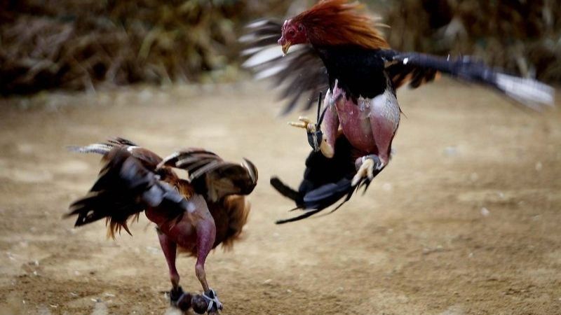 Những khái niệm cơ bản mà mọi bet thủ cần nắm rõ.